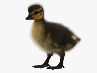 Duckling RIGGED 3D model purchase