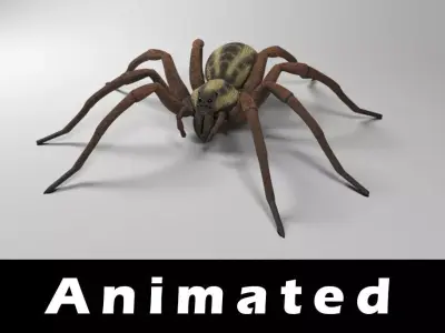 Wolf Spider Low-poly 3D model