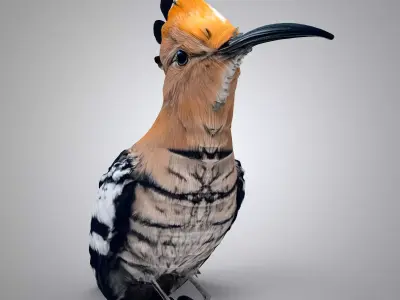 The hoopoe 3D model