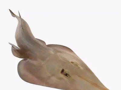Brown Guitarfish RIGGED 3D model