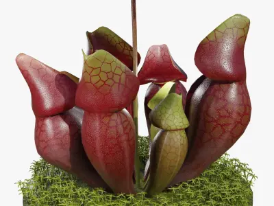 Sarracenia purpurea 3D model