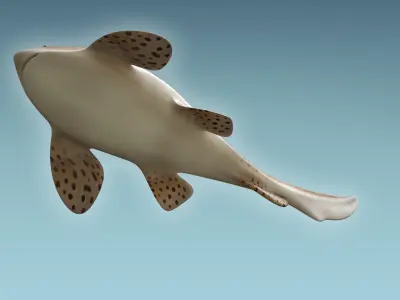 Zebra Shark 3D model