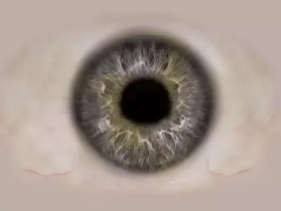 penguin Free low-poly 3D model