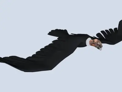 Animated Rigged Condor Low-poly 3D model