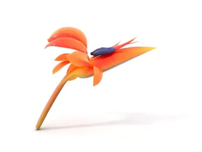 Vibrant Bird of Paradise model pack Low-poly 3D model