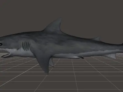 Great White Shark rigged 1 3D model