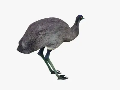 Emu Animal Free 3D model
