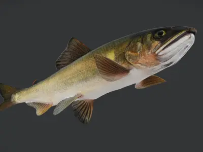 Ayu Sweetfish Animated 3D model