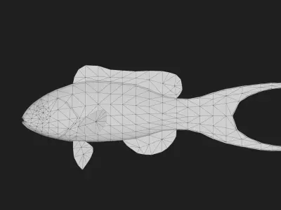 Wrasse Low-poly 3D model