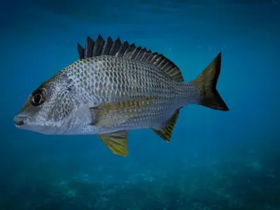Bream Fish Lowpoly 3D Gaming model Low-poly 3D model