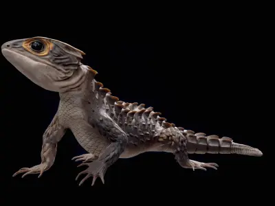 Crocodile Skink Lizard Rigged PBR 3D model