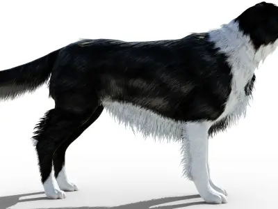 Border Collie Dog Fur And Rigged Low-poly 3D model
