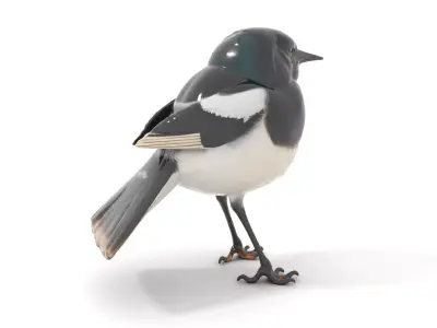 Elegant Magpie Bird model pack Low-poly 3D model