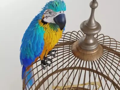 Parrot Ara 3D model