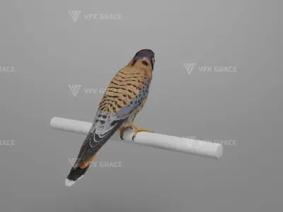 American Kestrel Animation 3D Model Rigged for Blender 3D model