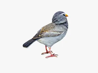 Bird Animal Free 3D model