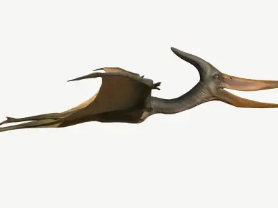 Pteranodon dinosaur Low-poly 3D model