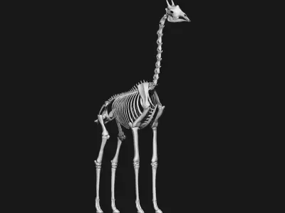 Giraffe skeleton 3D model