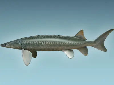 Sturgeon Fish 3D model