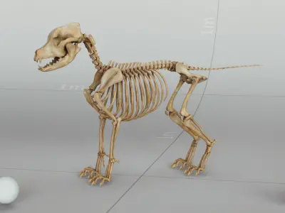 Dog Puppy Skeleton 3D model