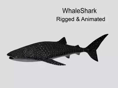 WhaleShark Realistic Animated Low-poly 3D model