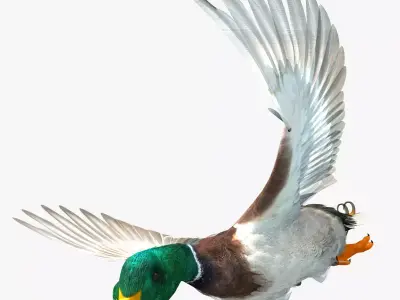 Mallard Duck 3D model