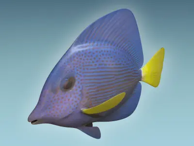 Zebrasoma Fish 4 3D model