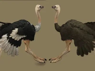 OSTRICT RIGGED ANIMATED 11 Low-poly 3D model