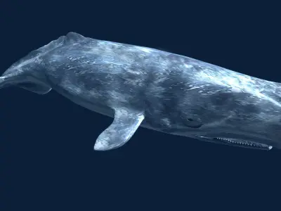 Sperm Whale 3D model