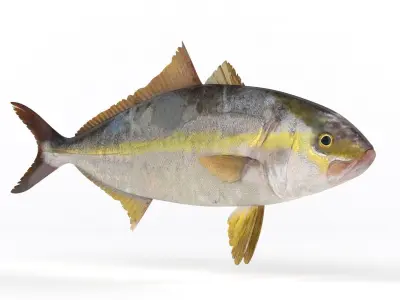 Trevally Fish 3D model