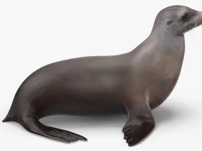 Sea Lion 3D model order