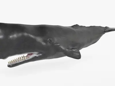 Cachalot  Low-poly 3D model