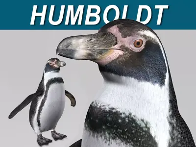 Humboldt Penguin 3D model