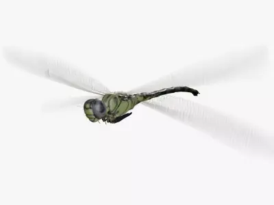 Dragonfly rig animation PBR 3D model