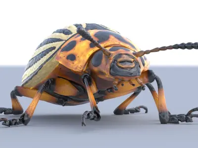 Colorado Potato Beetle Light 3D model