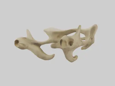 Cheetah Pelvis Low-poly 3D model