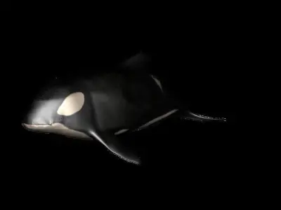 dolphin Orca Rigged 3D model