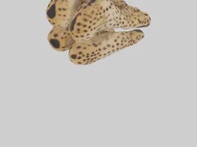 Cheetah Paws 3D model