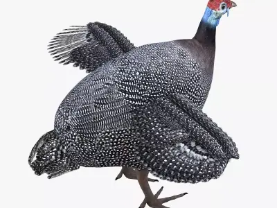 Guineafowl bird rigged 3d model Low-poly 3D model