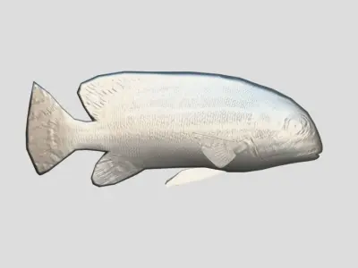 Striped sweetlips Low-poly 3D model