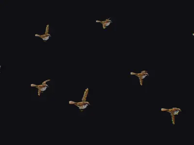 Realistic Sparrow Flock Animated Bird Swarm Shoal Birds Low-poly 3D model