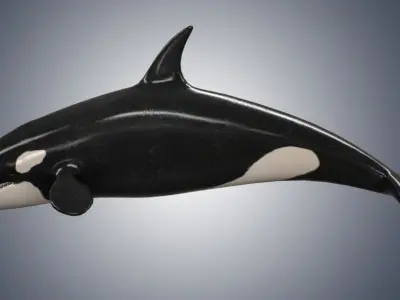 Killer Whale  Low-poly 3D model