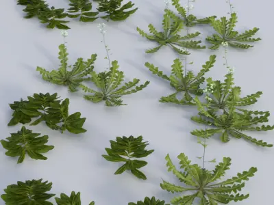 Tiny Plants Bittercress  Low-poly 3D model