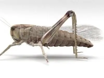 locust grasshopper 3D model