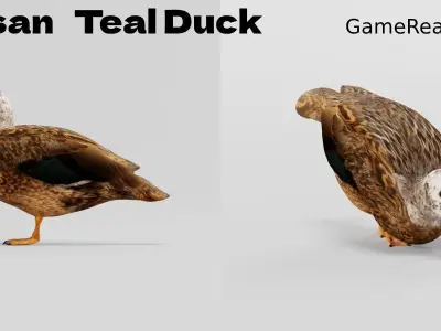 Laysan Teal Duck Bird 3D model