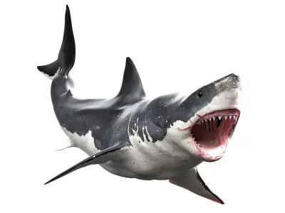 Great White Shark  Animated  Rigged Low-poly 3D model