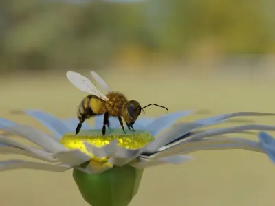 Bee photorealistic 3D model rigged animated Low-poly 3D model