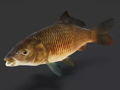 Common Carp - Cyprinus Carpio Realistic Animated 3D model