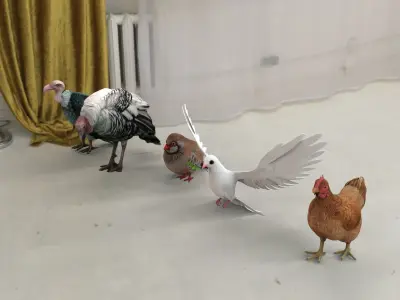 Bird group Chicken dove peace partridge vulture and turkey 3D model