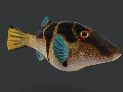 Valentin Sharpnose Puffer Animated 3D model
